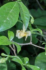 Tabernaemontana donnell-smithii