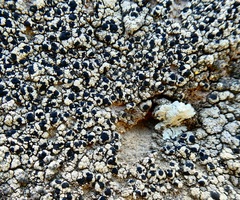 Lecidella carpathica