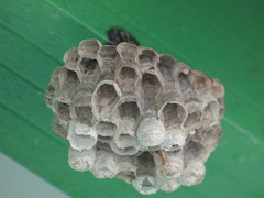 Mischocyttarus mexicanus