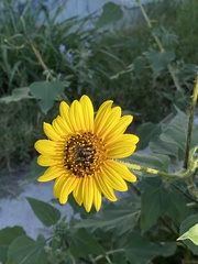 Helianthus annuus