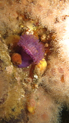 Bunodosoma capense image