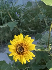 Helianthus annuus