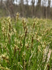 Carex bromoides bromoides