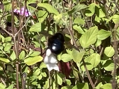 Xylocopa tabaniformis orpifex