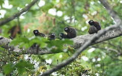Saguinus fuscicollis