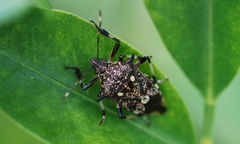 Eocanthecona furcellata