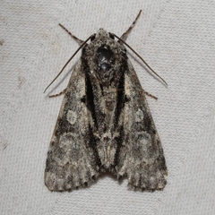 Acronicta funeralis