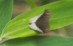 Tanaecia cocytus