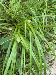 Carex typhina
