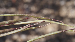 Boechera xylopoda