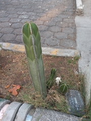 Lophocereus