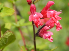Salvia greggii