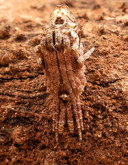 Cyphalonotus larvatus