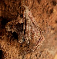 Cyphalonotus larvatus