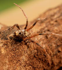 Cyphalonotus larvatus