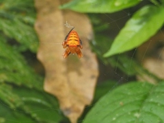 Acusilas malaccensis