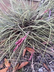 Tillandsia bartramii