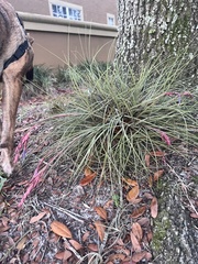 Tillandsia bartramii
