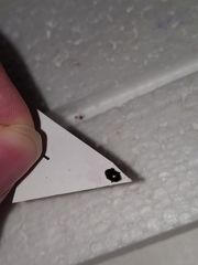 Brachypnoea lecontei