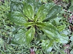 Plantago rugelii