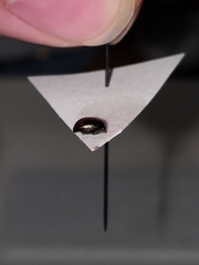 Brachypnoea lecontei