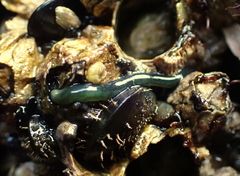 Emplectonema gracile