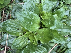 Plantago rugelii
