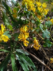 Tropaeolum seemannii