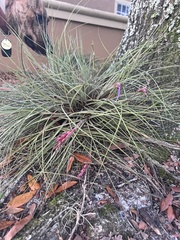 Tillandsia bartramii
