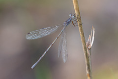 Lestes alacer