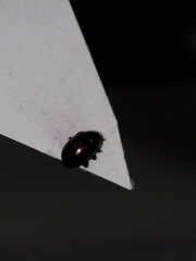 Brachypnoea lecontei