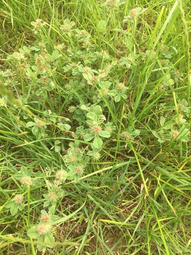 Trifolium striatum iNat (3)
