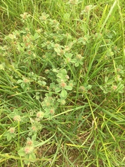 Trifolium striatum