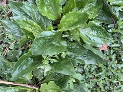 Plantago rugelii