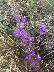 Legousia speculum-veneris