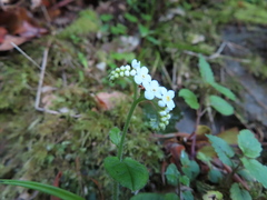 Trigonotis formosana elevatovenosa