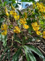 Tropaeolum seemannii
