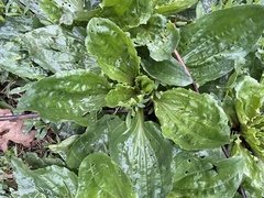 Plantago rugelii