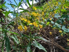 Tropaeolum seemannii