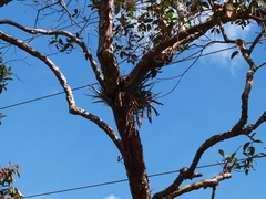Bromeliaceae