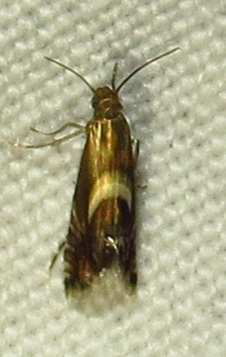 Yellow Nutsedge Moth photo 6
