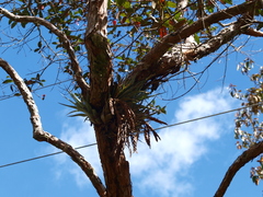 Bromeliaceae