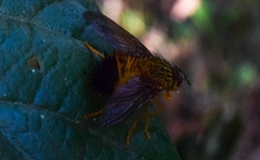 Tachinidae