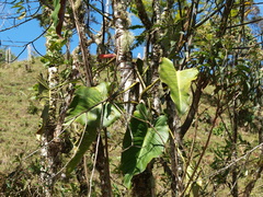 Philodendron longirrhizum
