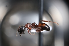 Dolichoderus plagiatus