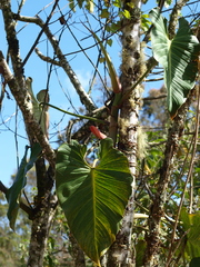 Philodendron longirrhizum