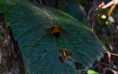 Tachinidae