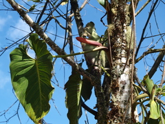 Philodendron longirrhizum