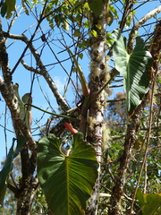 Philodendron longirrhizum