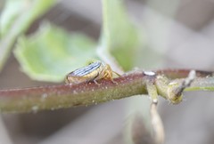 Oncometopia nigricans